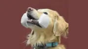 Obedience Dog Training Club of Waterbury