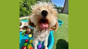 Pet Play Place