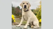McOsker Kennels