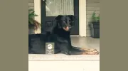 Dog Dynamics