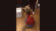 Whitehall Animal Hospital