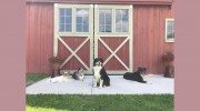 Hounds on the Hudson