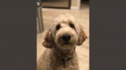 North County Pet Sitting