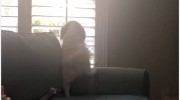 Premier Pet Care Services