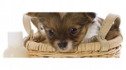 Fur Dogs Only Mobile Grooming