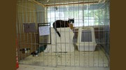 Holiday Kennels