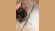 Noah's Arf