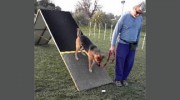 Tails A Waggin