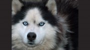 Canine Design