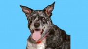 Cherished Ones Pet Sitting