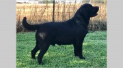 Micons Labradors