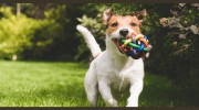 Big Sky Dog Training