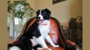Pet Nation Lodge