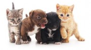 PET PARADISE TX