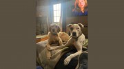 Pets At Ease