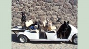 Doggie Tech