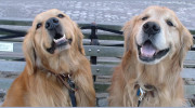 Happy Paws Nyc