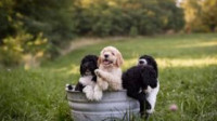 Standard Poodles