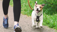 Dog Walking