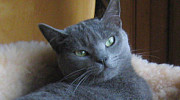 Cat Faeries