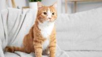Cat Sitting