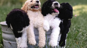 Higher Standard Poodles