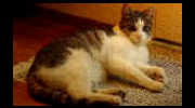 PurrInn Cats Hostelry