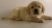 Barefoot Labradors Of Killingworth