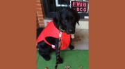 Sievers Kennels