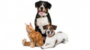 Donovan's Pet Sitting