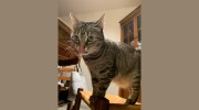 Pitter-Pat Cat Sitting