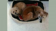 Animal Hospital Of Rowlett - Kimberly A Downes