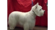 Grooming Services