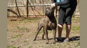 Sovrana Cane Corso