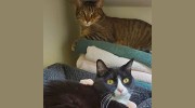 VCA Companion Animal Hospital