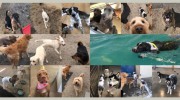 Pampered Pet Services