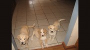 Bartlett Pet Sitters & Dog Walkers