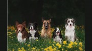 McMillan Veterinary Clinic