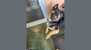 That Dirty Dog