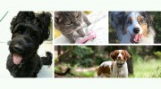 Doggy Detail Pet Care Dog Walking And Pet Sitting