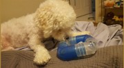 DogGone Natural