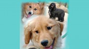 El Dorado Pet Club