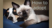 Animal Adoption Center