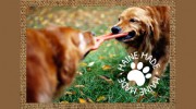 Paws Applause
