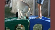 A-Vip Pet Resort