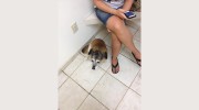 Gehrman Animal Hospital