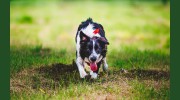 Pupsi