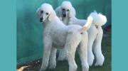 Julies Pet Care