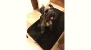 Hidden Fences By DFW Petsafe