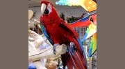 World Of Birds
